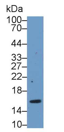 Myeloid Progenitor Inhibitory Factor 2 (MPIF2) Rat Polyclonal Antibody