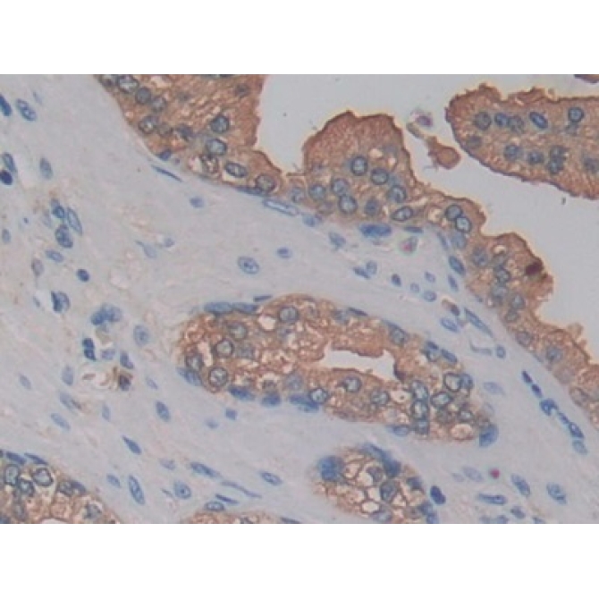 Kallikrein 10 (KLK10) Human Polyclonal Antibody