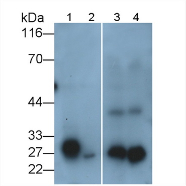 Kallikrein 10 (KLK10) Mouse Polyclonal Antibody