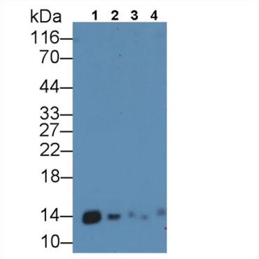 Macrophage Migration Inhibitory Factor (MIF) Human Polyclonal Antibody
