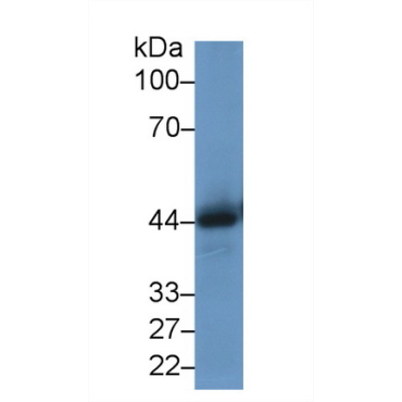 Macrophage Migration Inhibitory Factor (MIF) Mouse Polyclonal Antibody