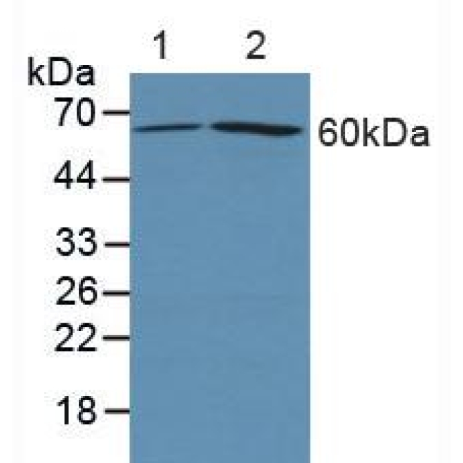 Cyclooxygenase-2 (COX 2) Human Polyclonal Antibody