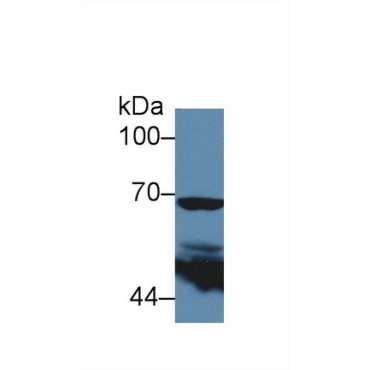 Cyclooxygenase-2 (COX 2) Mouse Polyclonal Antibody