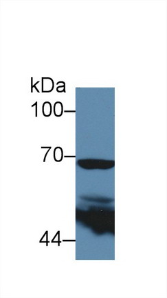 Cyclooxygenase-2 (COX 2) Mouse Polyclonal Antibody