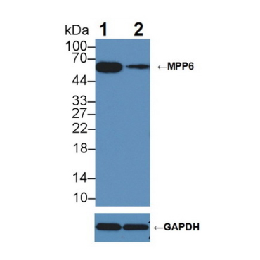 Membrane Protein, Palmitoylated 6 (MPP6) Mouse Polyclonal Antibody