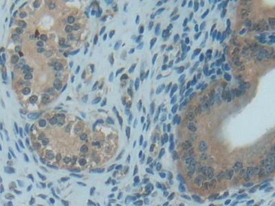 Thioredoxin (Trx) Rat Polyclonal Antibody