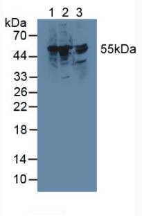 Thioredoxin Reductase 1 (TXNRD1) Rat Polyclonal Antibody