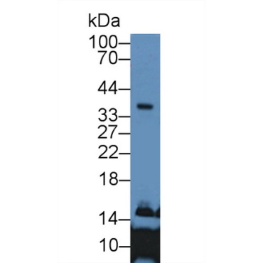 Apolipoprotein E (APOE) Human Polyclonal Antibody