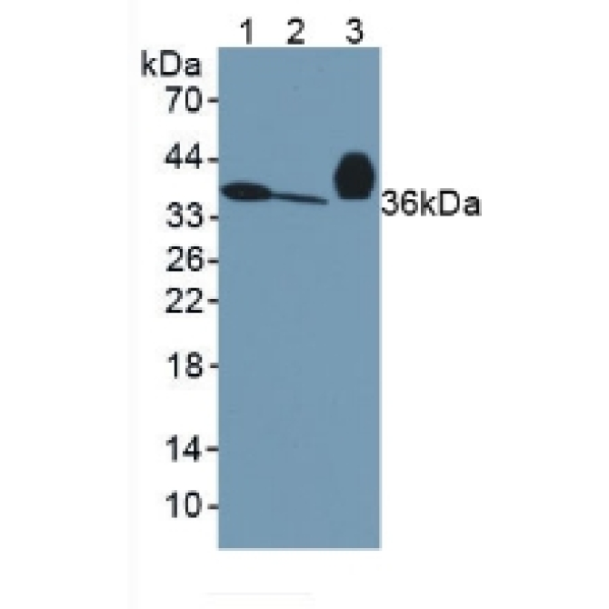 Apolipoprotein E (APOE) Mouse Polyclonal Antibody