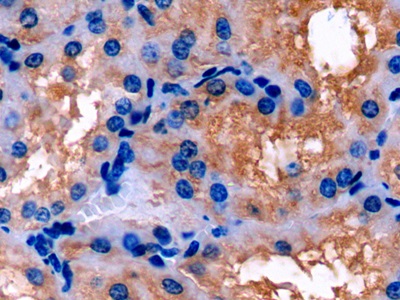 Apolipoprotein E (APOE) Pig Polyclonal Antibody