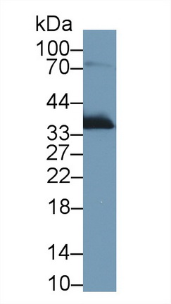 Apolipoprotein E (APOE) Rat Polyclonal Antibody