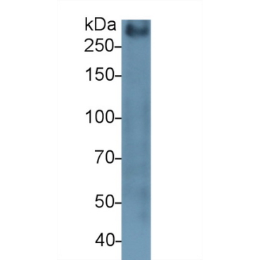 Mucin 2 (MUC2) Mouse Polyclonal Antibody