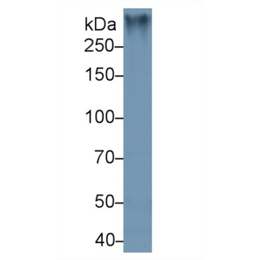 Mucin 2 (MUC2) Mouse Polyclonal Antibody