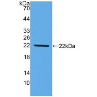 Mucin 2 (MUC2) Mouse Polyclonal Antibody