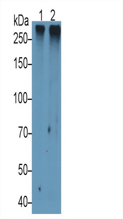 Mucin 2 (MUC2) Pig Polyclonal Antibody