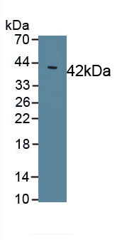Mucin 2 (MUC2) Pig Polyclonal Antibody