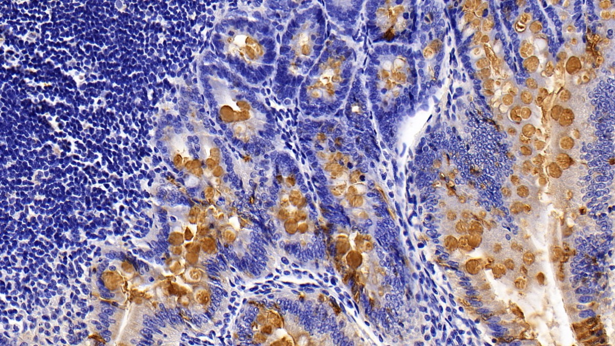 Mucin 2 (MUC2) Rat Polyclonal Antibody