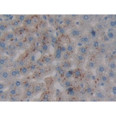 Prothrombin Fragment 1+2 (F1+2) Mouse Polyclonal Antibody