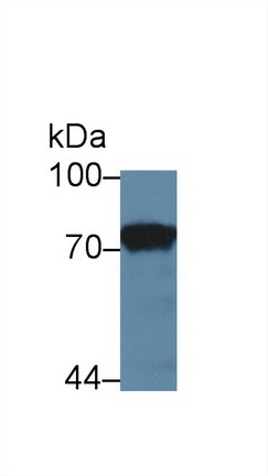 Prothrombin Fragment 1+2 (F1+2) Rat Polyclonal Antibody