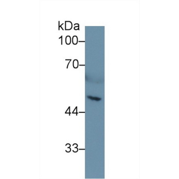 Heparanase (HPSE) Mouse Polyclonal Antibody