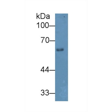 Heparanase (HPSE) Mouse Polyclonal Antibody