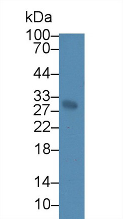 Sodium/potassium Transporting ATPase Subunit Beta-3 (ATP1b3) Rat Polyclonal Antibody