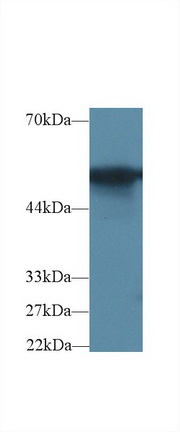 Glucose-6-phosphate Dehydrogenase (G6PD) Rat Polyclonal Antibody