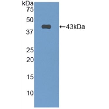 C-Type Natriuretic Peptide (CNP) Mouse Polyclonal Antibody