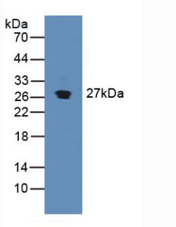 Stromal Cell Derived Factor 4 (SDF4) Rat Polyclonal Antibody