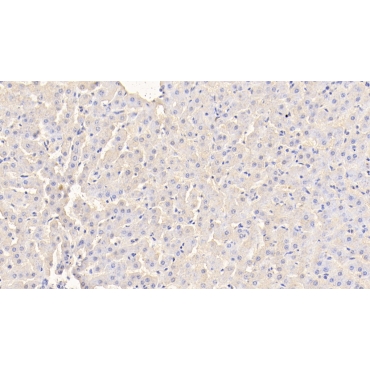 Prealbumin (PALB) Bovine (Cattle) Polyclonal Antibody