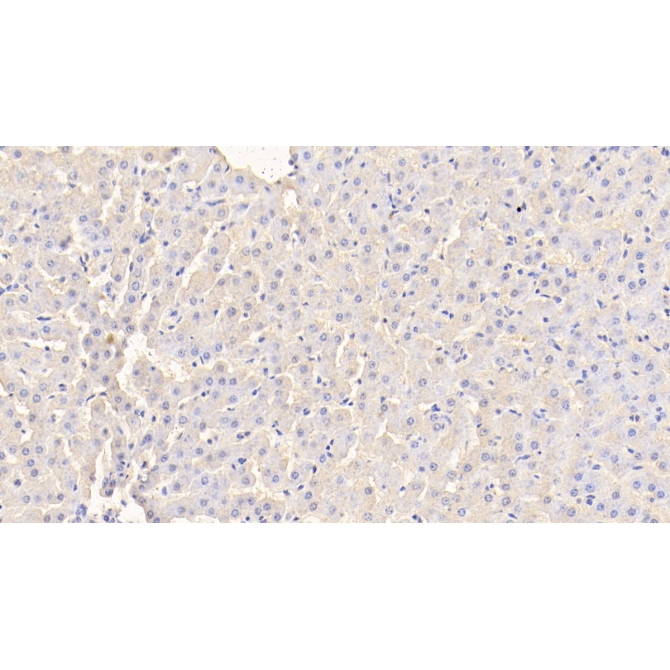 Prealbumin (PALB) Bovine (Cattle) Polyclonal Antibody
