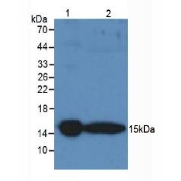Prealbumin (PALB) Guinea Pig Polyclonal Antibody