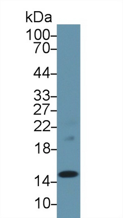 Prealbumin (PALB) Rat Polyclonal Antibody
