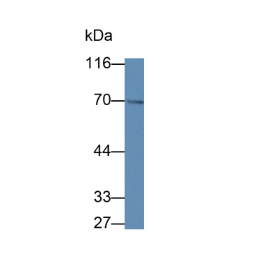 Cyclooxygenase 1 (COX-1) Human Polyclonal Antibody