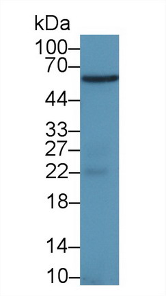 Cyclooxygenase 1 (COX-1) Rat Polyclonal Antibody