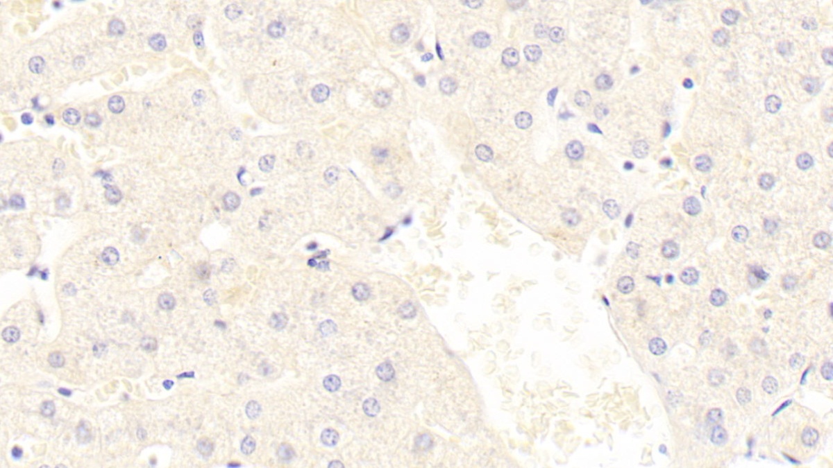 Complement Component 7 (C7) Pig Polyclonal Antibody