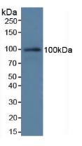 Complement Component 7 (C7) Rat Polyclonal Antibody