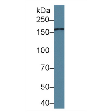 Mannose Receptor C Type 2 (MRC2) Human Polyclonal Antibody