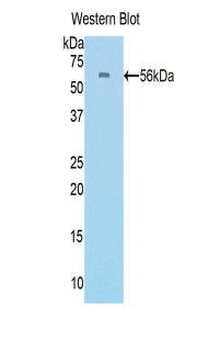 Protein C (PROC) Rat Polyclonal Antibody