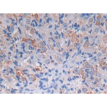 Protein Z (PROZ) Mouse Polyclonal Antibody