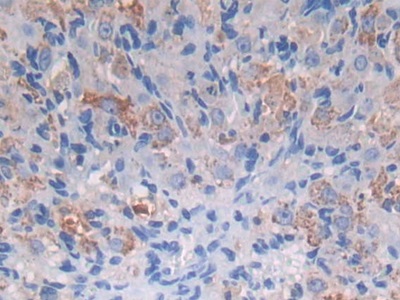 Protein Z (PROZ) Mouse Polyclonal Antibody
