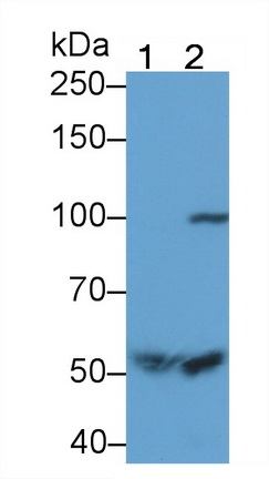 Activated Protein C (APC) Rat Polyclonal Antibody