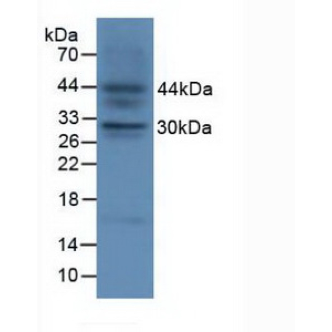 Fibroblast Growth Factor 23 (FGF23) Mouse Polyclonal Antibody