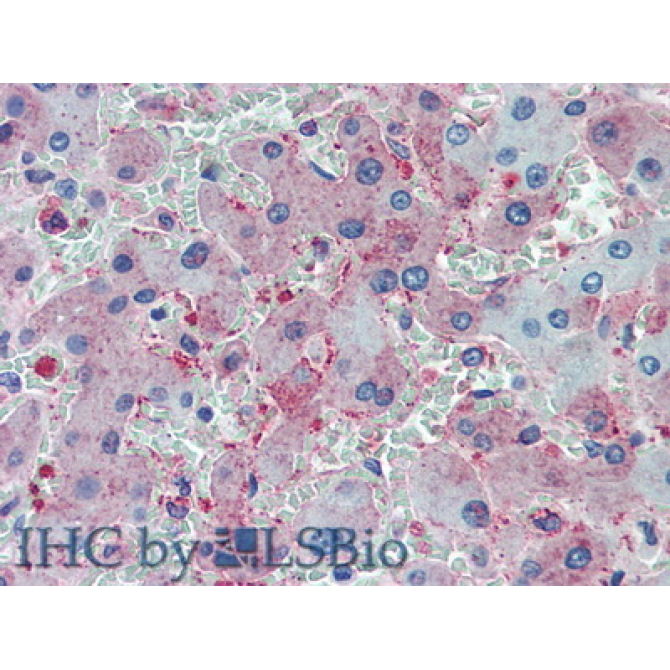 Complement 1q (C1q) Human Polyclonal Antibody