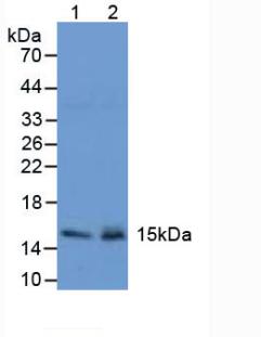 Trefoil Factor 2 (TFF2) Mouse Polyclonal Antibody
