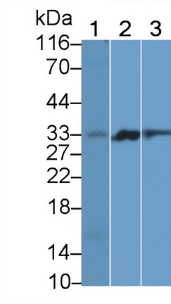 Programmed Cell Death Protein 1 (PD1) Rat Polyclonal Antibody