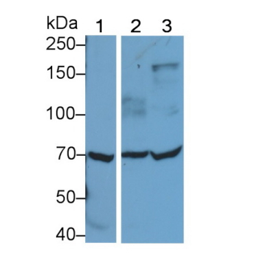 Toll Like Receptor 4 (TLR4) Human Polyclonal Antibody