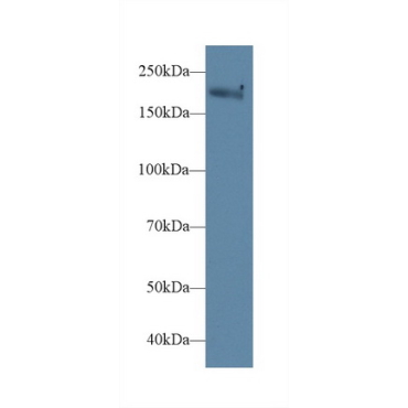 Myosin Heavy Chain 1 (MYH1) Mouse Polyclonal Antibody