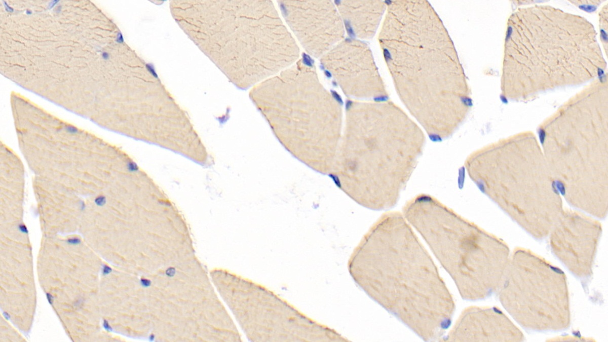 Myosin Heavy Chain 1 (MYH1) Rat Polyclonal Antibody