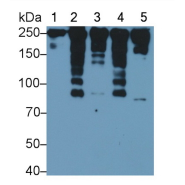 Myosin Heavy Chain 2 (MYH2) Mouse Polyclonal Antibody